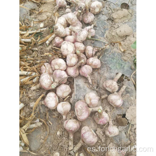 Nueva cosecha de ajo fresco de 2019 en 5.0cm